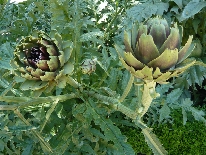 Cynara scolymus L. 