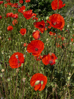 Papaver rhoeas L. 
