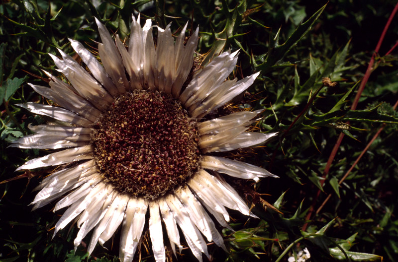 Carlina ang&eacute;lica 