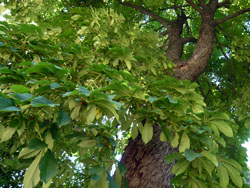 Casta&ntilde;o_indias