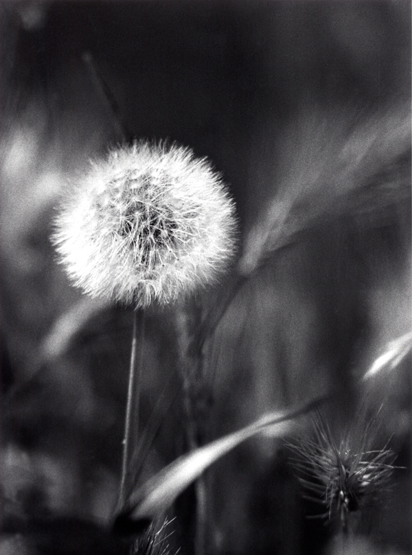 diente_leon-cedida_jose