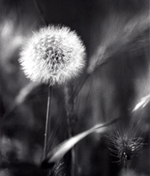 diente_leon-cedida_jose