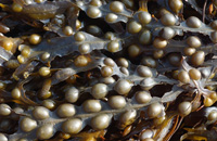 Fucus vesiculosus L. 