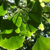 Gingko Biloba