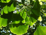 Gingko biloba. L.&nbsp;