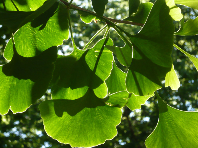 gingko_biloba