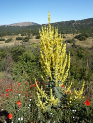 Verbascum