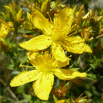 Hipericum perforatum L.