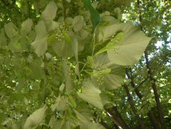 Tilia platyphyllos
