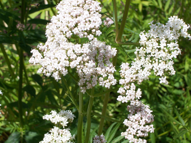 Valeriana