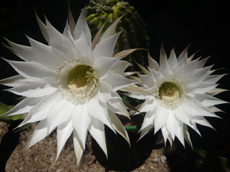 Flor de un d&iacute;a